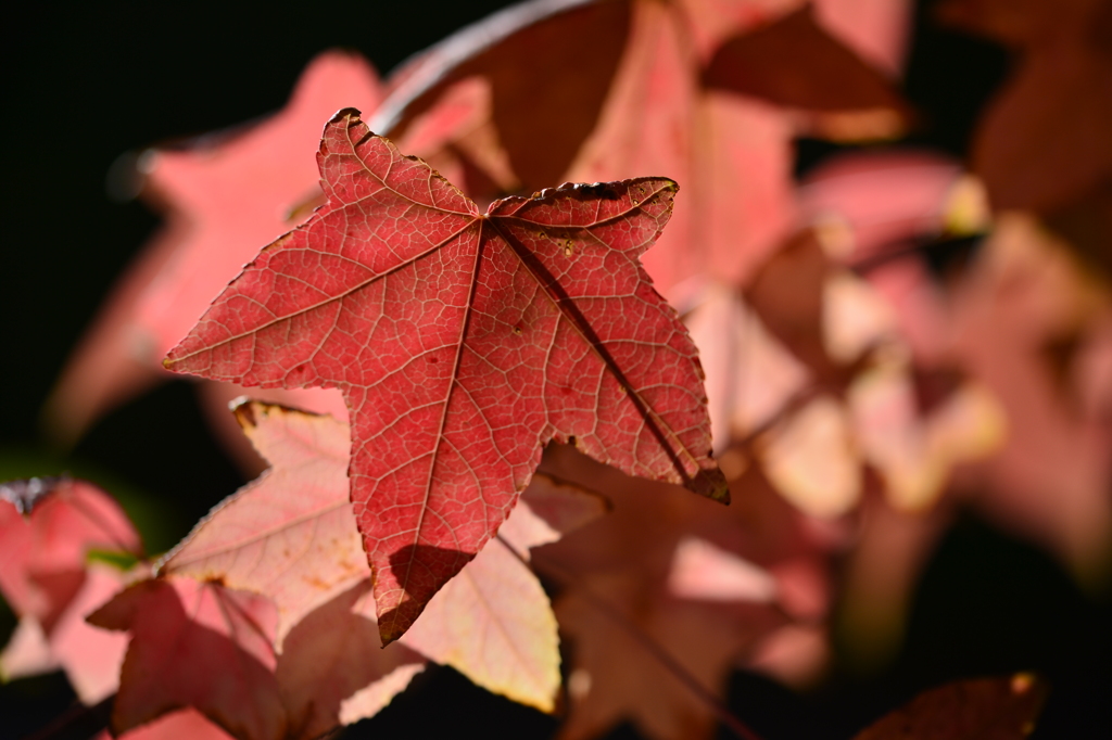 Autumn leaves