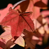 Autumn leaves
