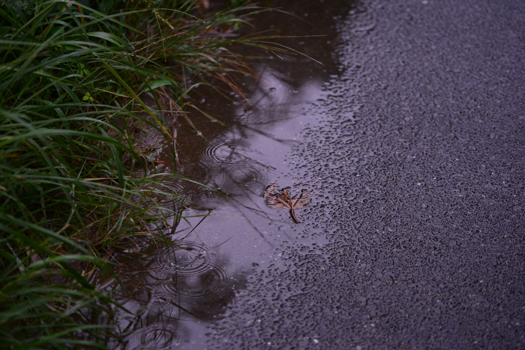 雨の後先