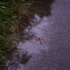 雨の後先