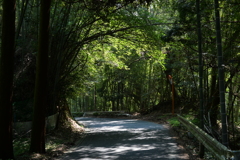 緑の木立