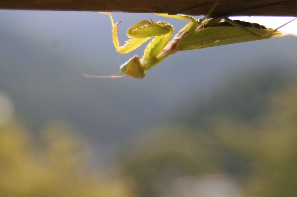 こっち見んな