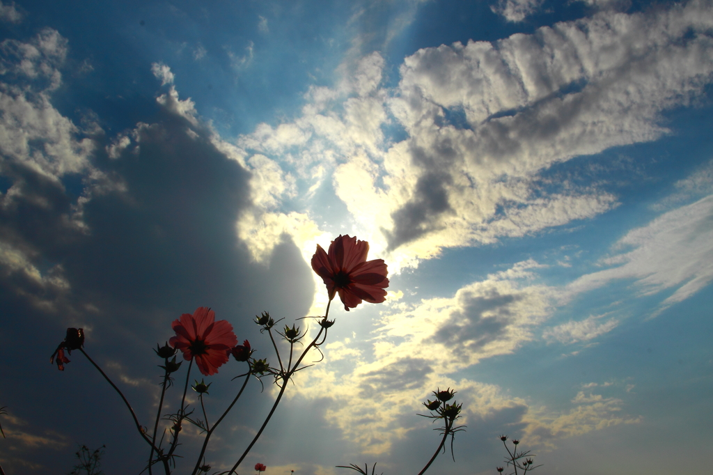 太陽に向かって