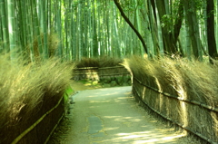 竹林の小径３