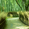 竹林の小径３