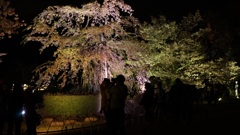 夜の花