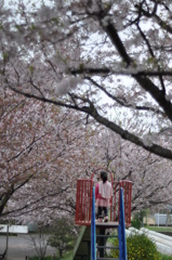 桜に立つ