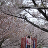 桜に立つ
