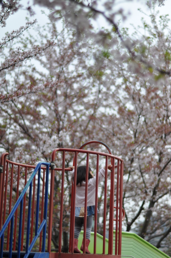 桜からスタート