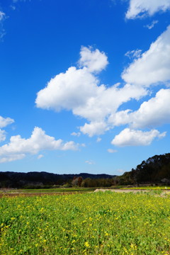 菜の花のために