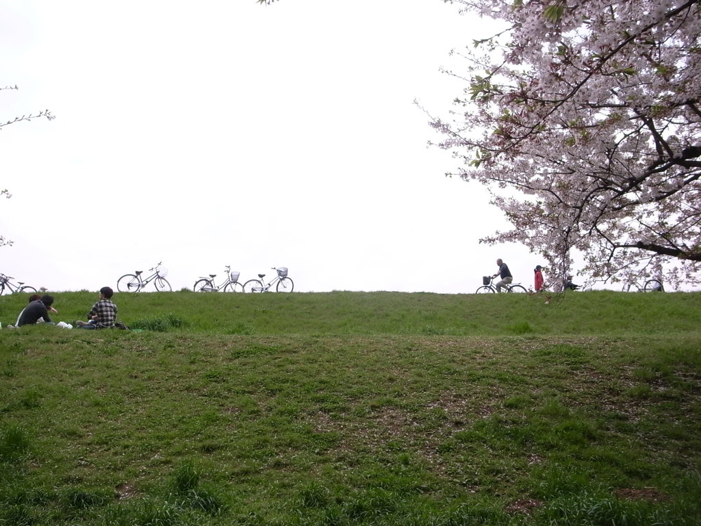 R0013543 sakura tamagawa