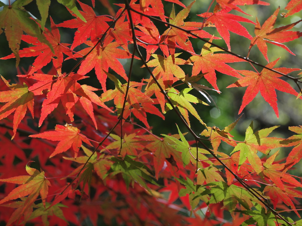 山の紅葉