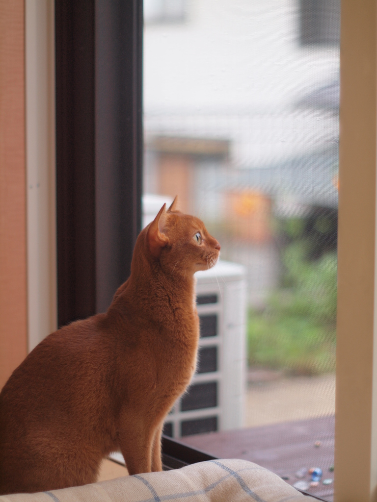 鳥さん来ないかな