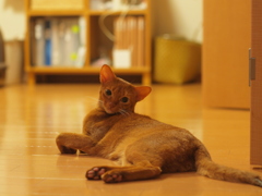 カメラはキライって