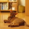 カメラはキライって