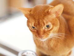 golden eyes
