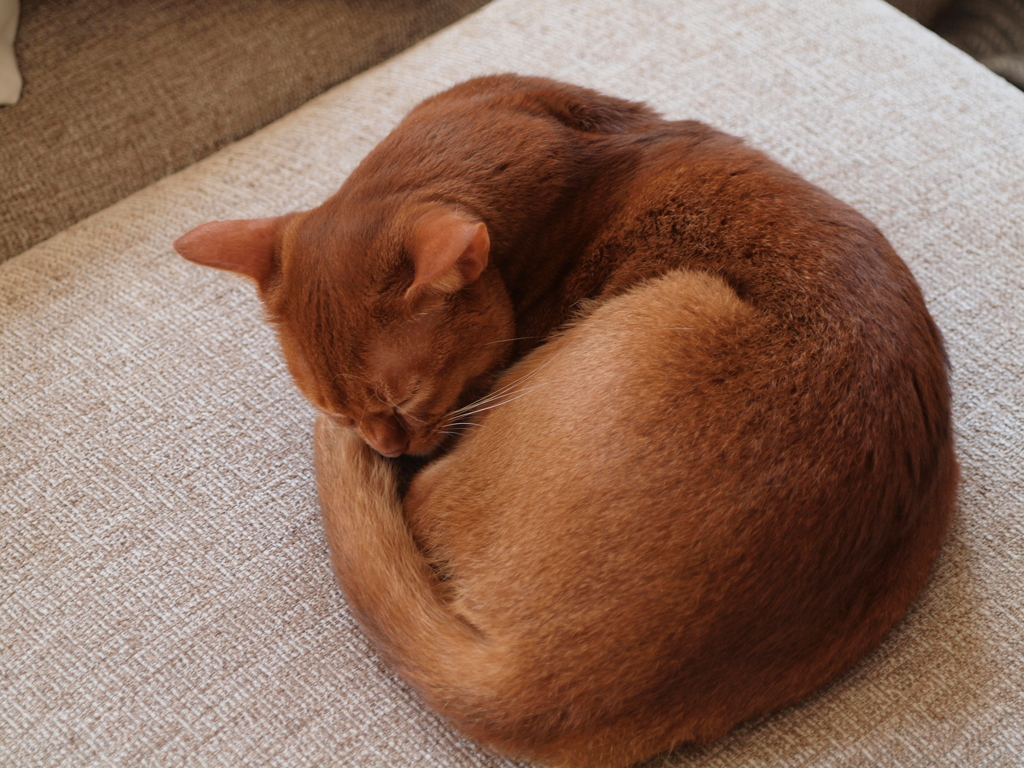 ふぇーるらーべん