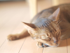 夏のまどろみ