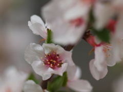 山桜桃梅…名前盛り過ぎでしょ。