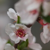 山桜桃梅…名前盛り過ぎでしょ。