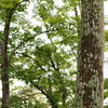 新緑の…近くの公園
