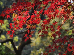 山の紅葉　紅葉の盛り