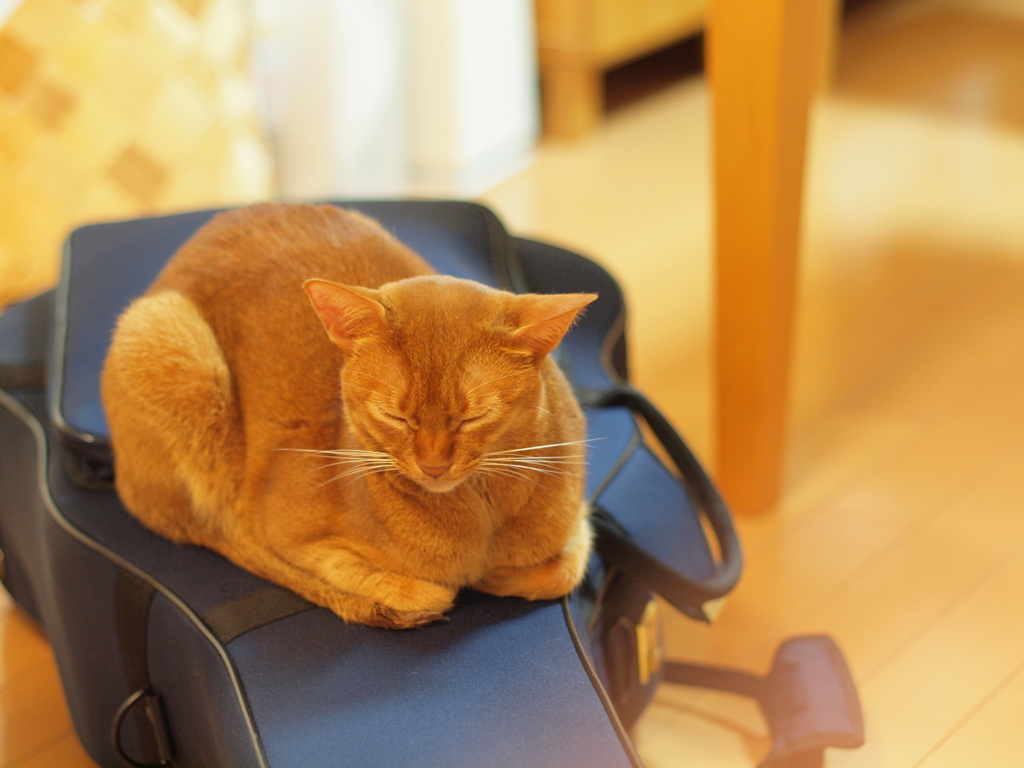 on the guitar case