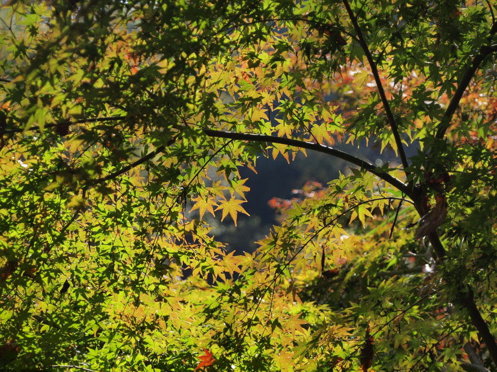 山の紅葉　紅葉にはまだ早い