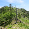 釈迦ヶ岳－孔雀岳　植生のちがい