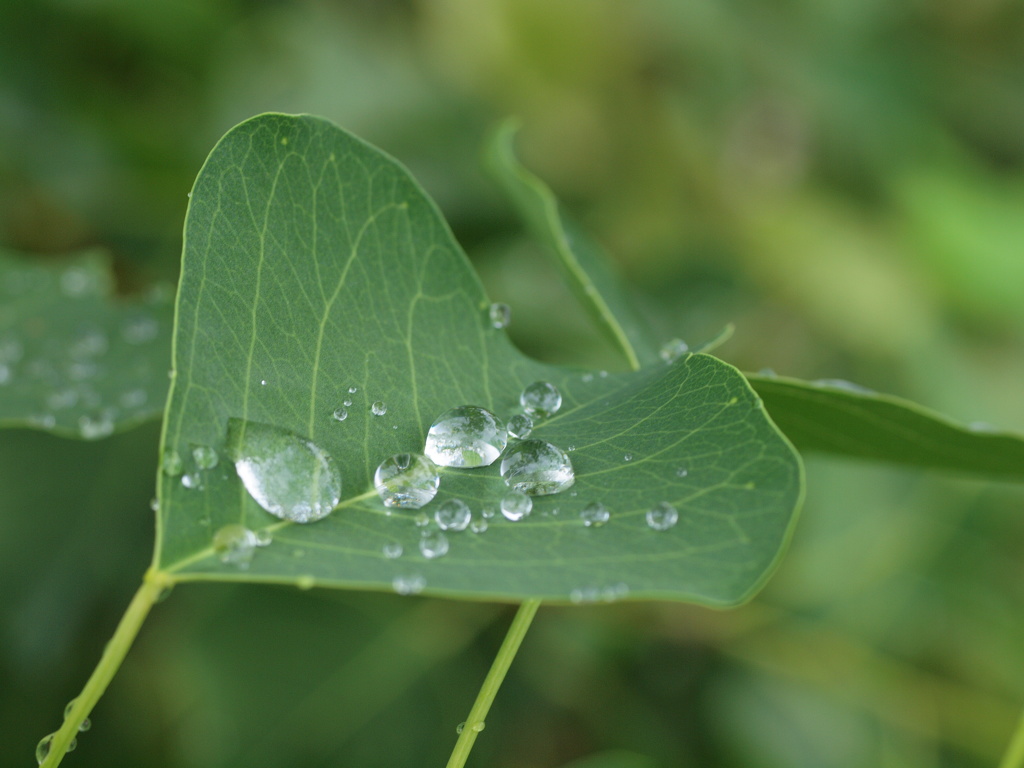 雨と雨の間