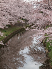 満開の堤