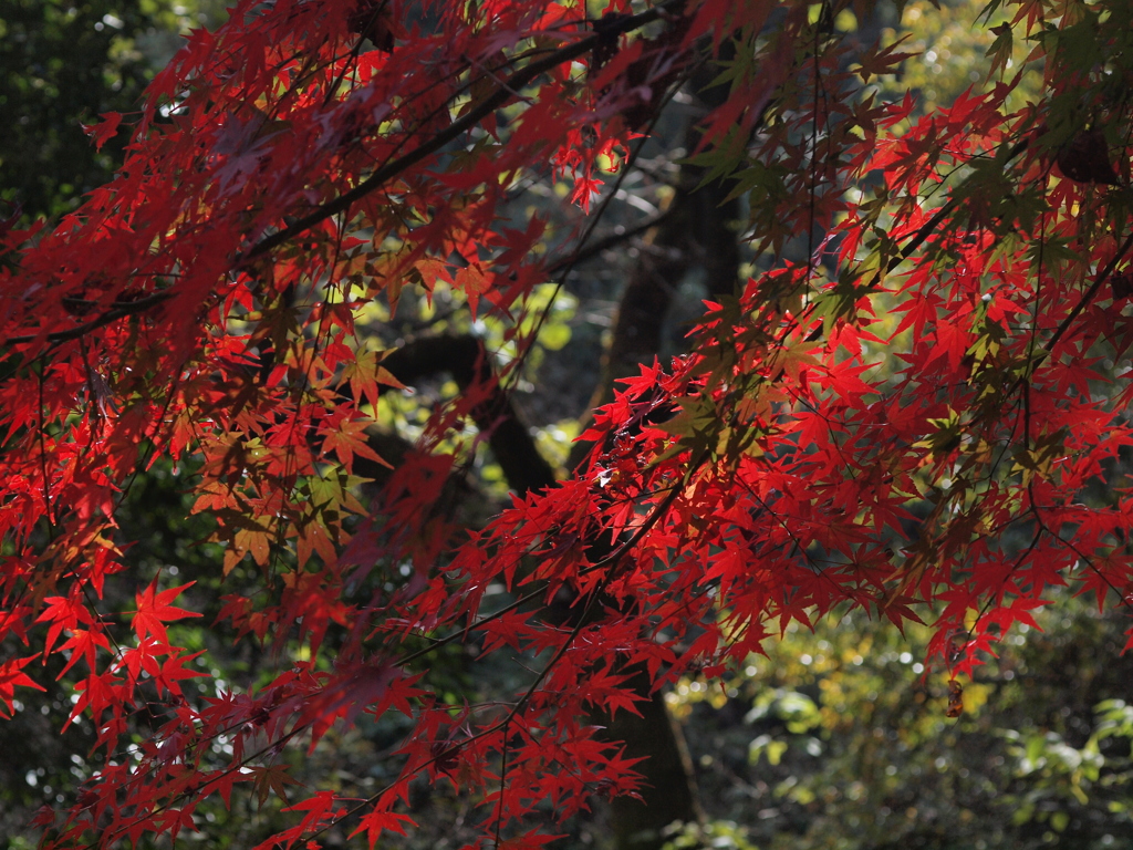 山の紅葉