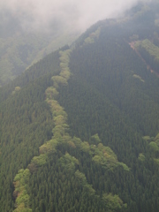 桜の痕跡すら無し