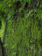 苔むす石垣 (暗越奈良街道)