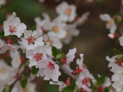 山桜桃梅