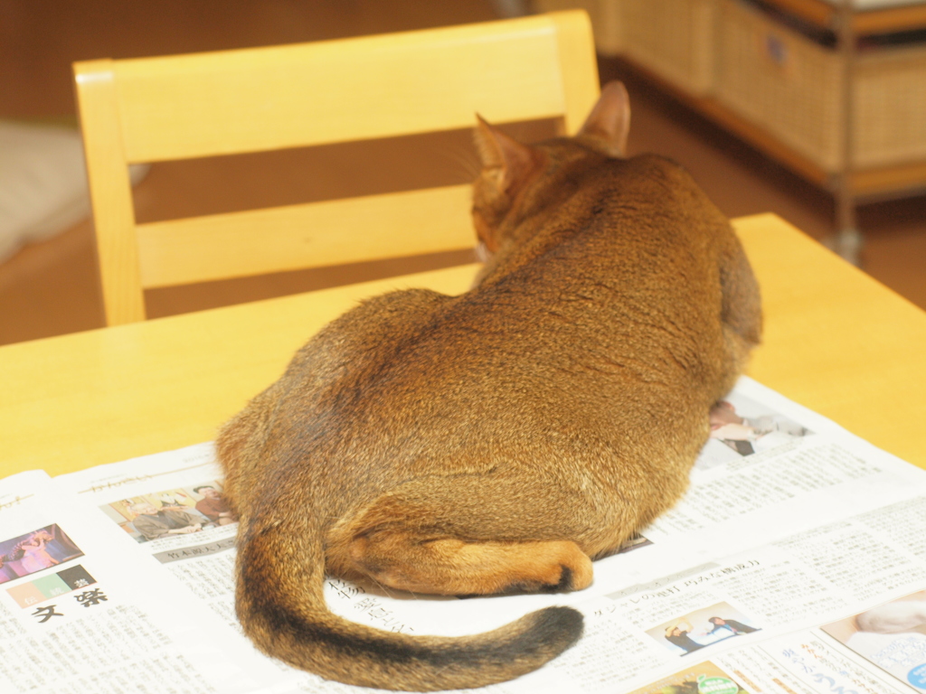 どいてくれる気配なし…