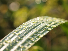 雨上がりの夕方