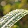 雨上がりの夕方