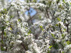 white!