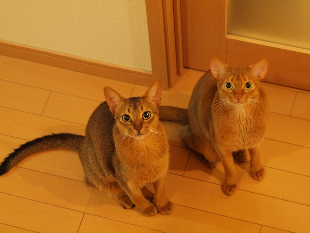 兄弟だよ。