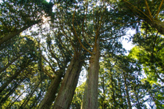 三本杉