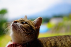 愛猫