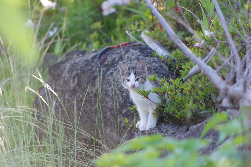 はじめての散歩