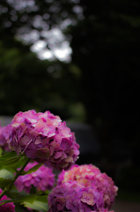 IMG_8475