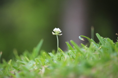 公園に咲く小花