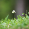 公園に咲く小花