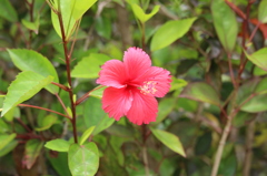 仏桑花