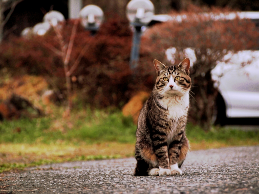 ねこ