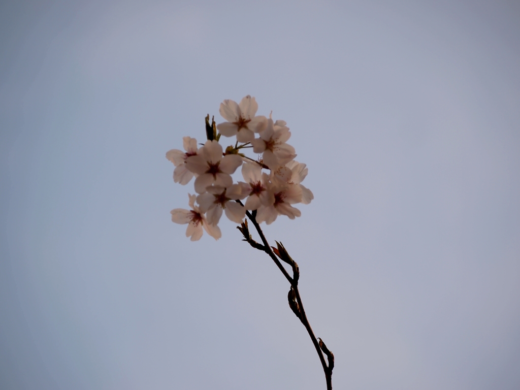 桜