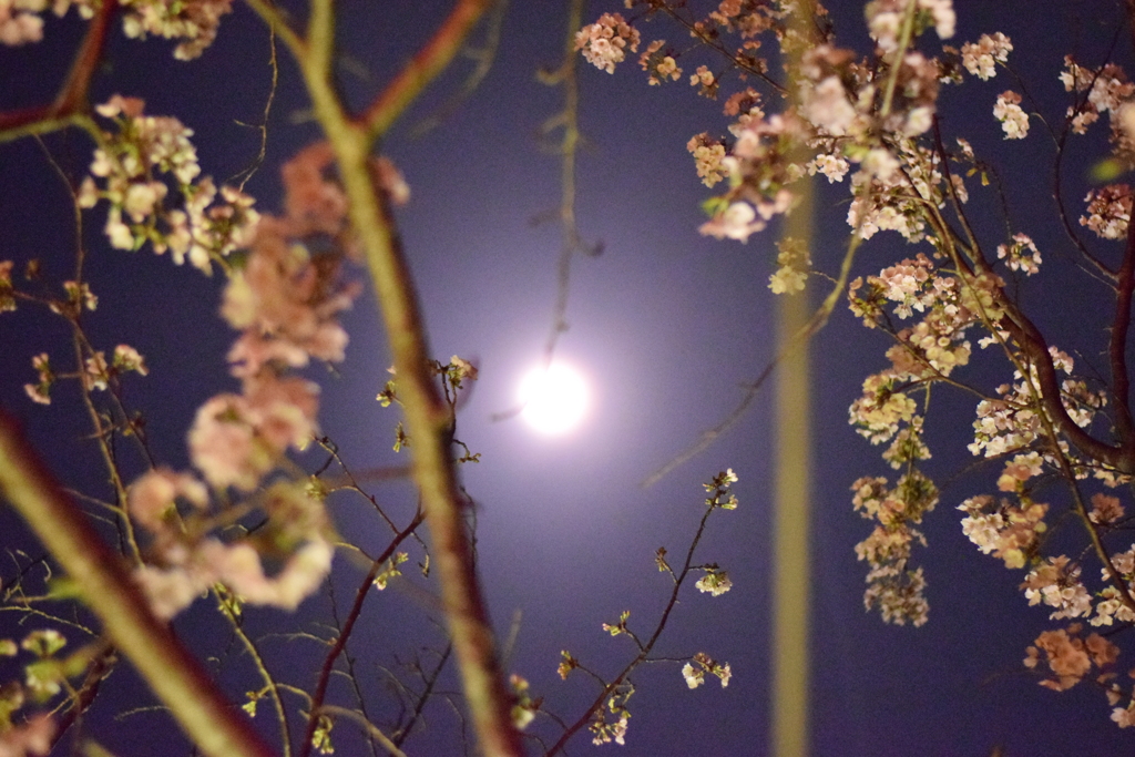 夜桜